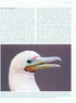 Better Birding - Tips, Tools & Concepts for the field (Armistead)